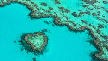 Protecting Coral Reefs: Why They Matter and How You Can Help