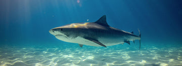 Sharks Don’t Belong in Skincare or on the Brink of Extinction in the Maldives 🦈