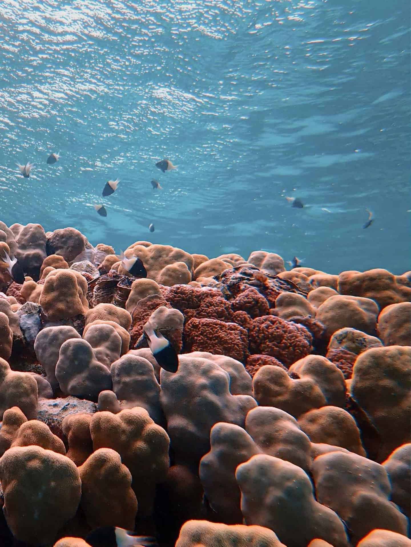 We Care - The Ocean We Care - The Ocean