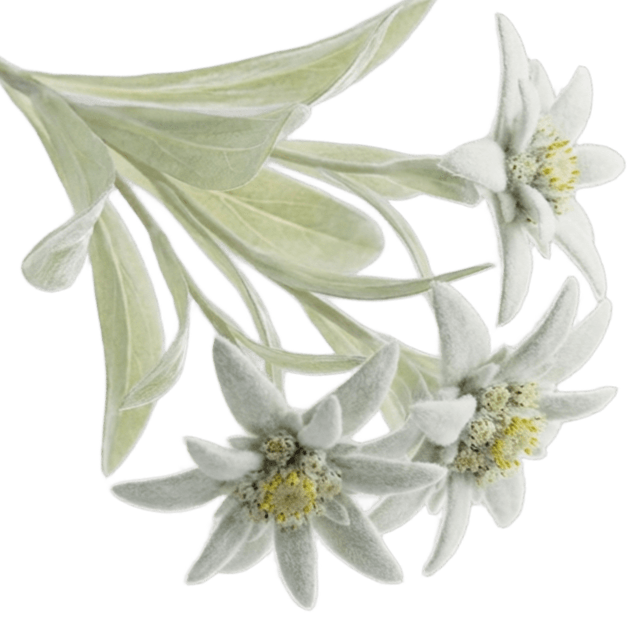 Edelweiss Extract