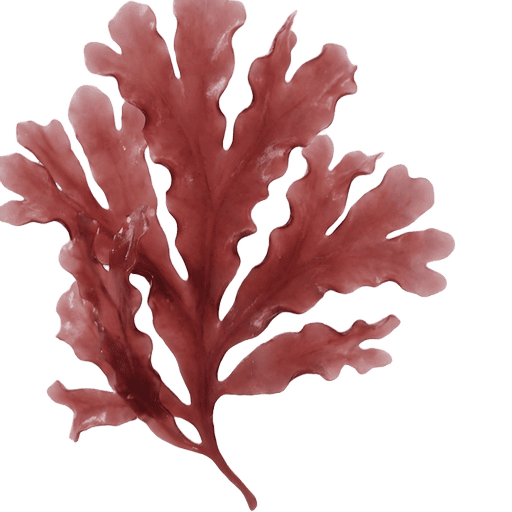 Red Algae